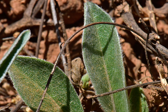 Dwarf Milkweed is a finely pubescent, short woolly plant that grows at elevations between 3,500 and 7,000 feet in the southwestern United States. Asclepias involucrata